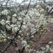 Chickasaw Plum